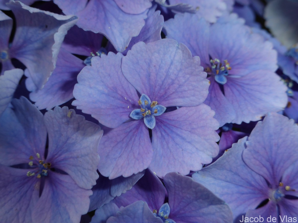 Hydrangea macrophylla (Thunb.) Ser.